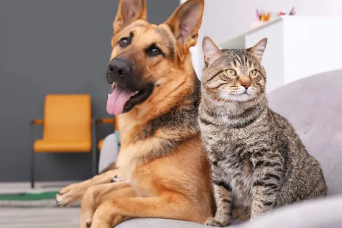 perro y gato