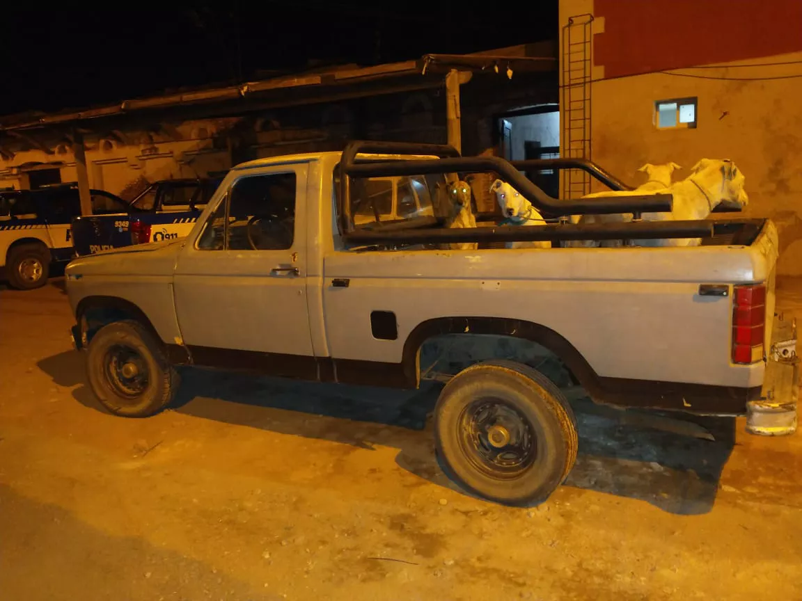 cazadores perros