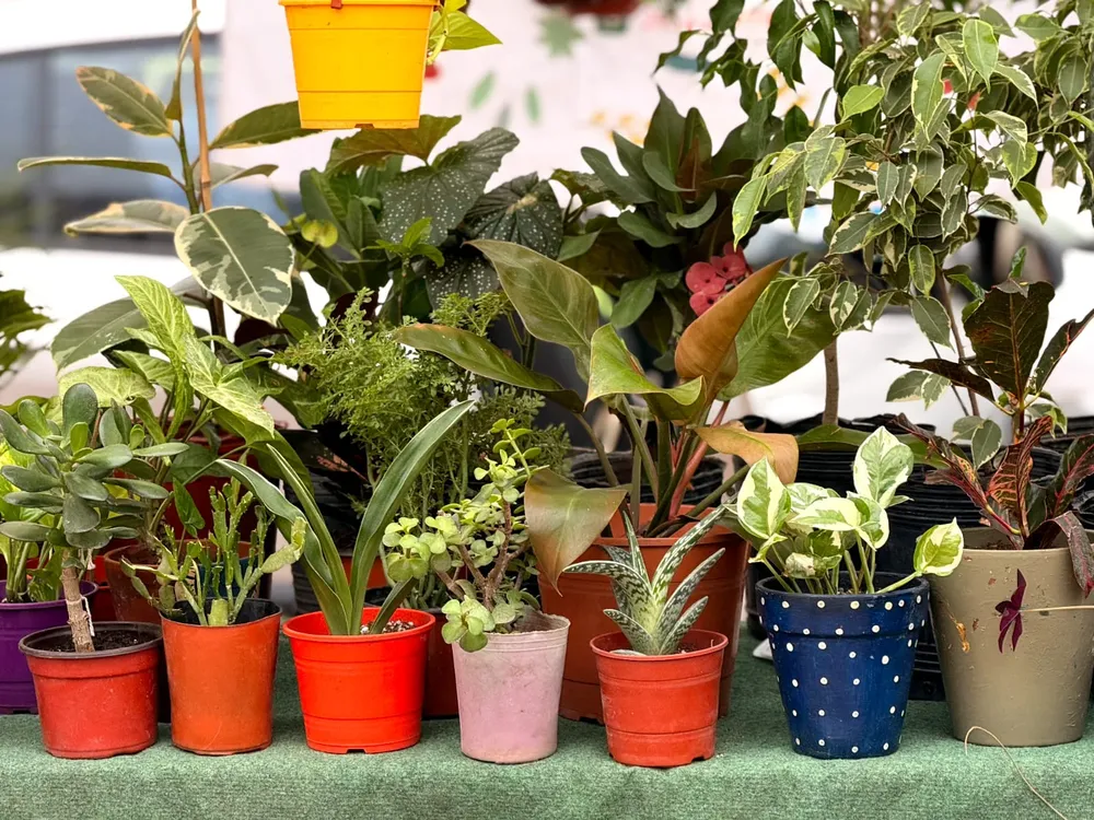 PLANTAS 2