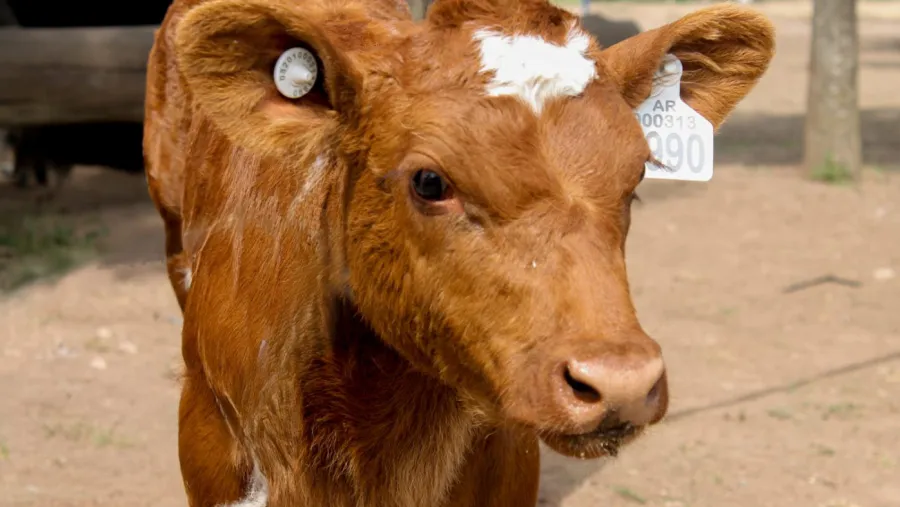 ganado con identificación electrónica