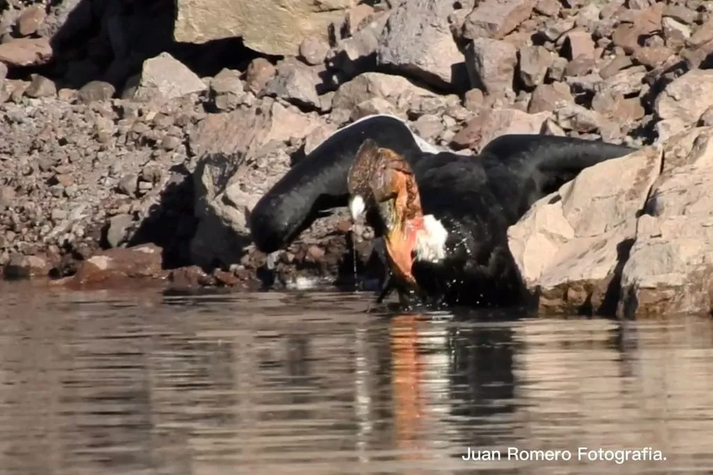 condor bañándose