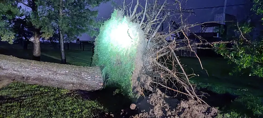 pinos acceso embajador 2