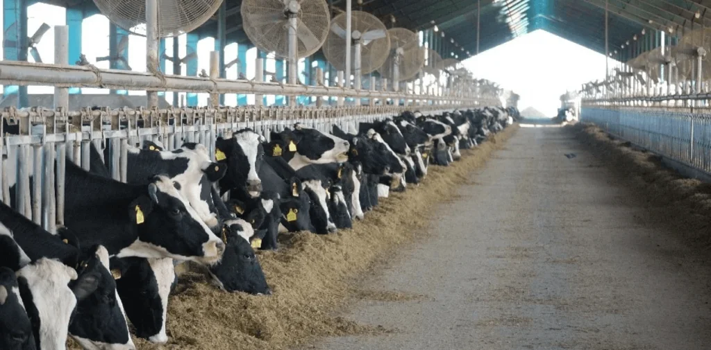 Cuales-son-las-10-companias-productoras-de-leche-mas-grandes-del-mundo-1024x505