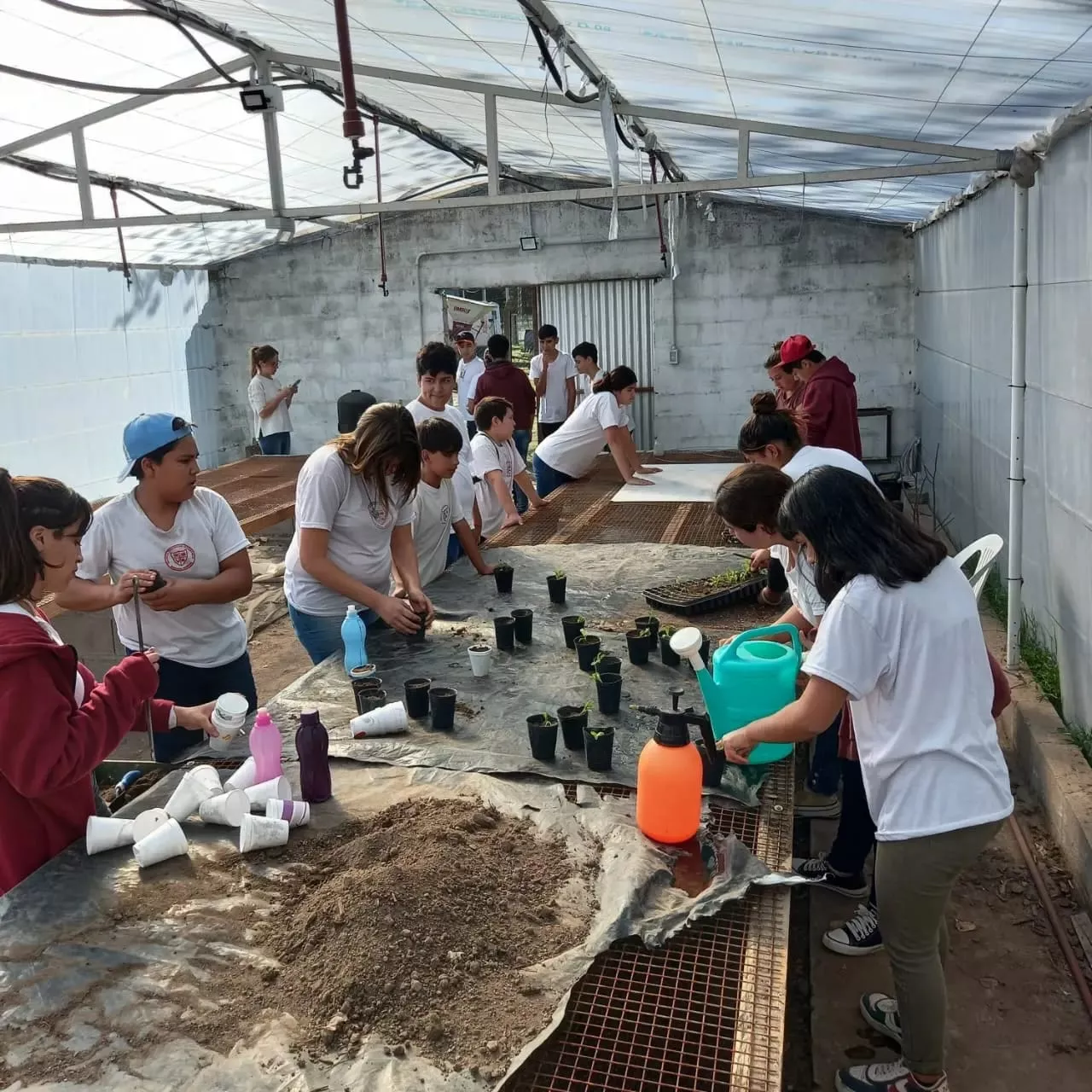 aa a plantines 1