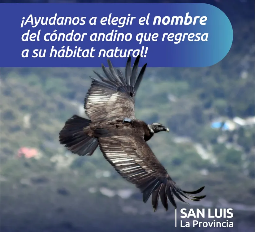 240427_NOMBRE-Condor_banner_640x640-2048x2048