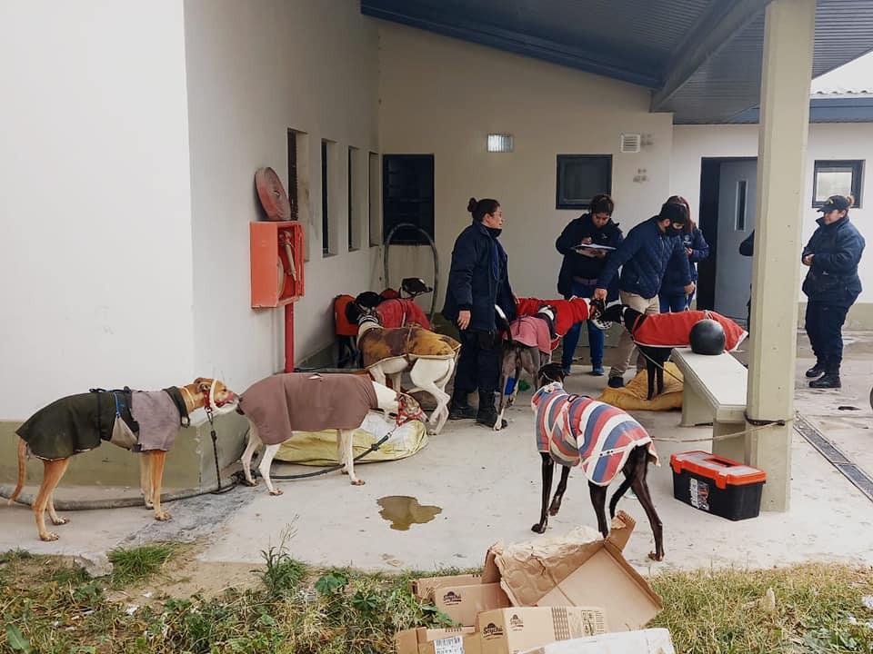 galgo 8