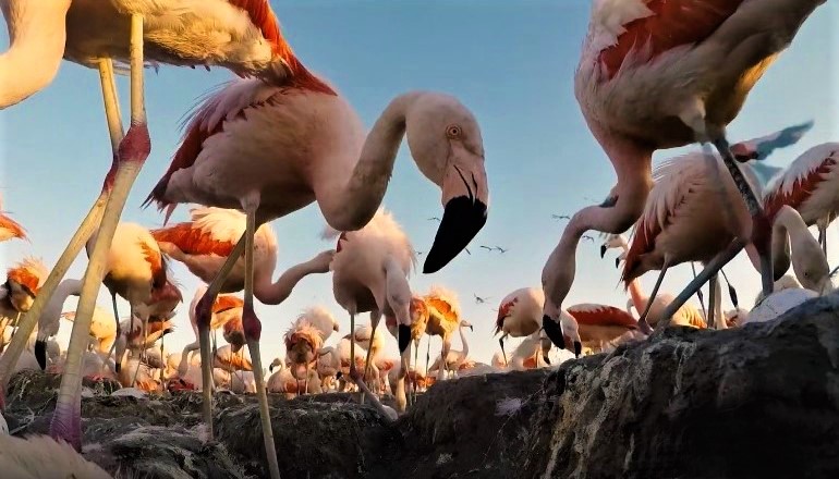 flamencosfilippinidorila2018-4 (1)