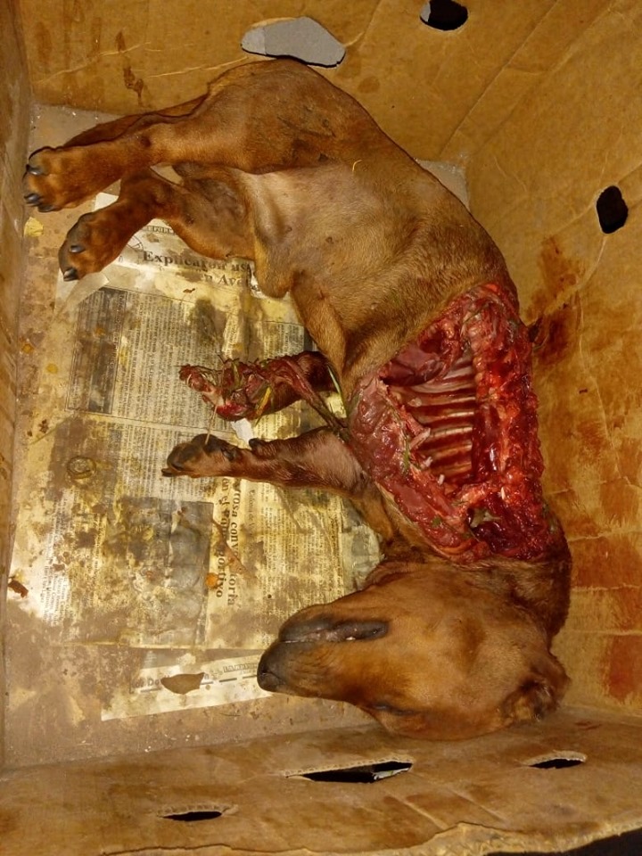 57446553_2105875852845053_5932283398457393152_n