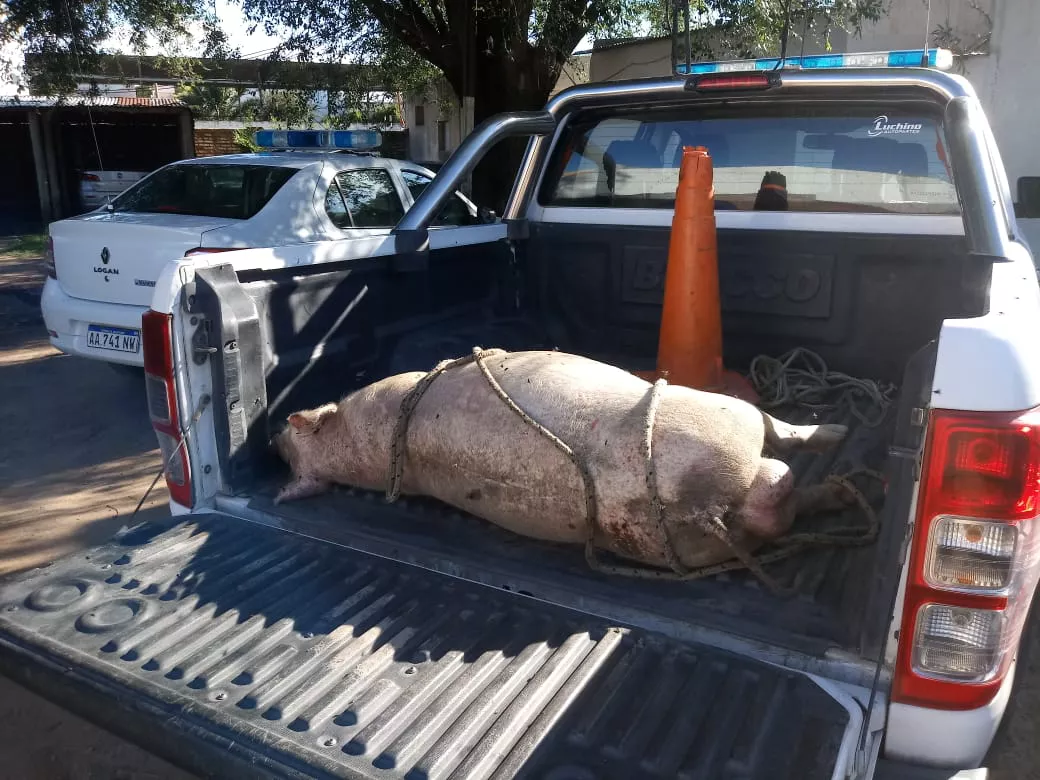 chancho faenado