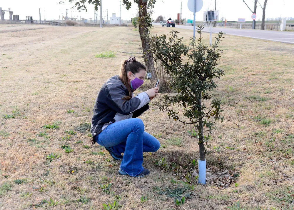 plantación acceso 3
