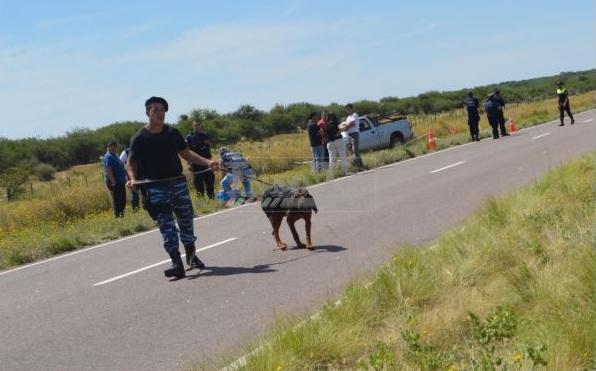 perro 1