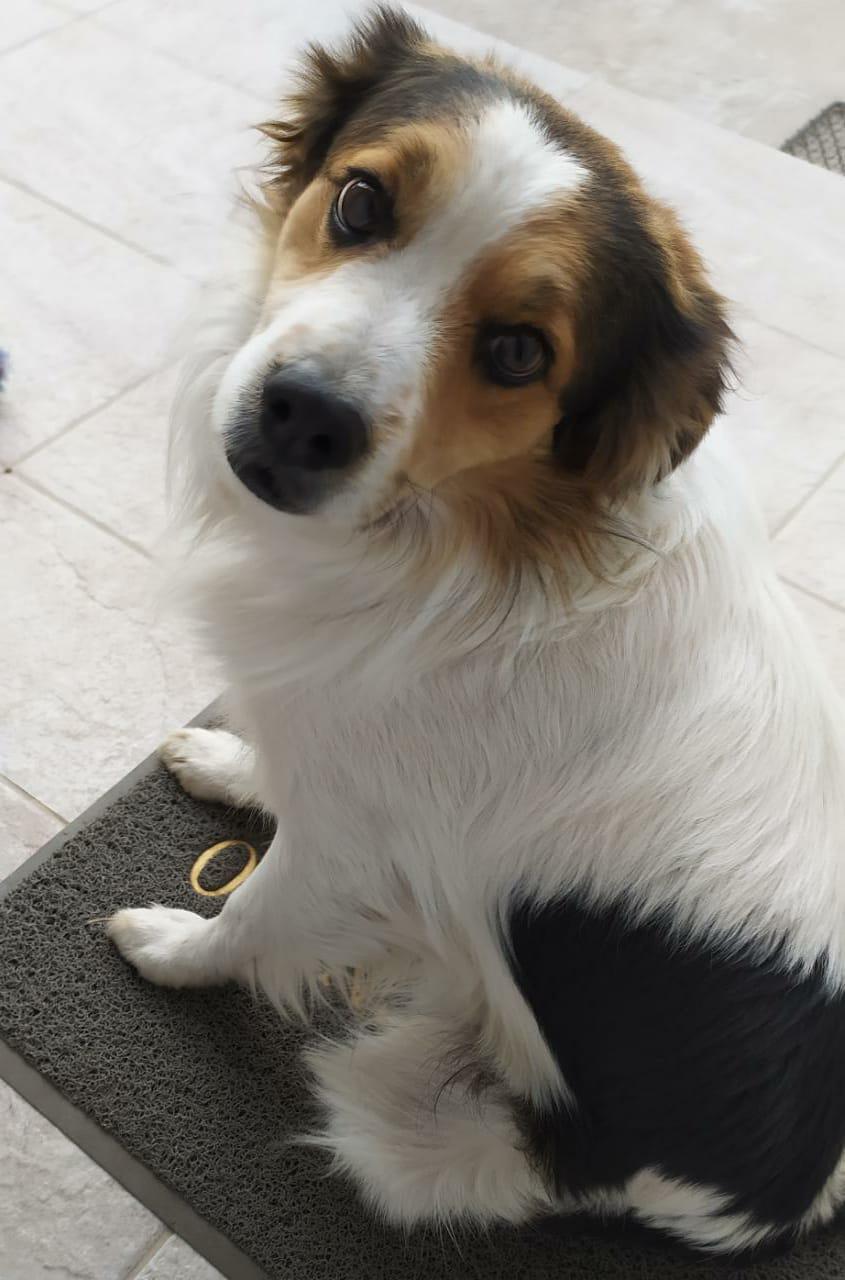perro