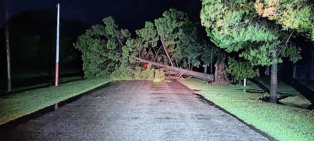 pinos acceso embajador 3