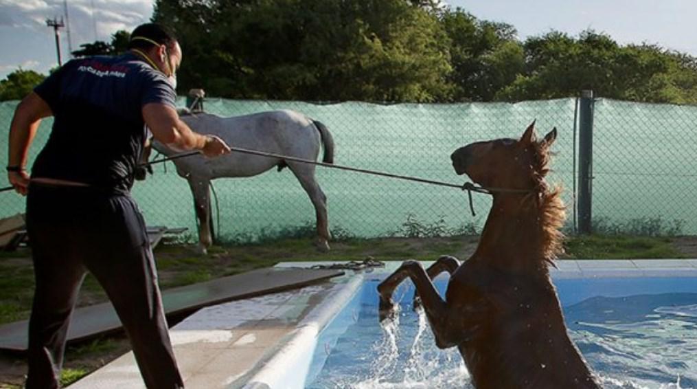 CABALLO EN LA PILETA