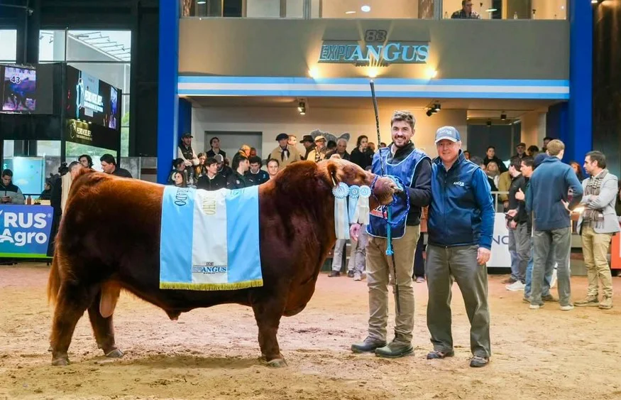 toro angus 2