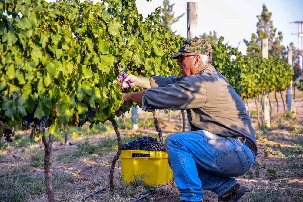 vinos pampeanos viñedos