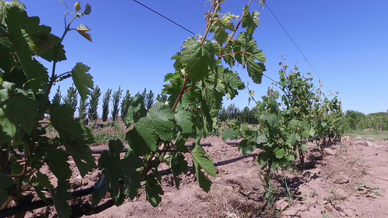 334459_whatsapp-image-2020-11-03-at-18.35.32--1-