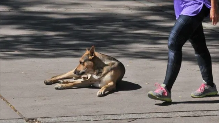 perro en la calle.jpg