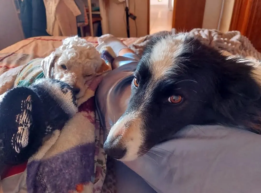 peros envenenados alvear 2