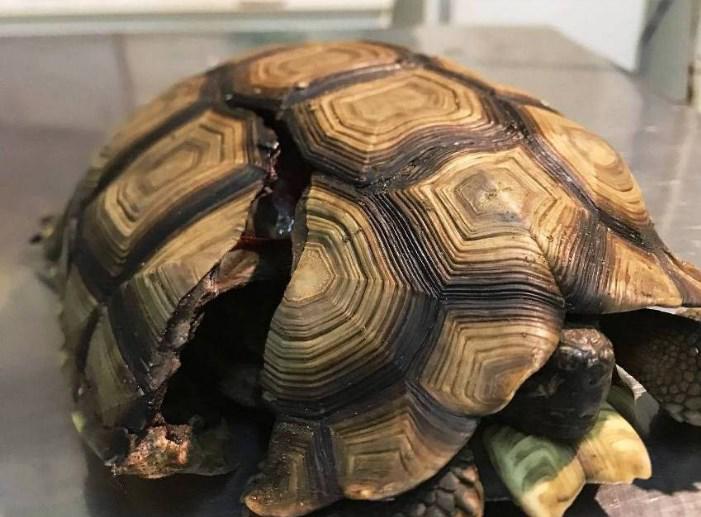 tortuga lastimada 1