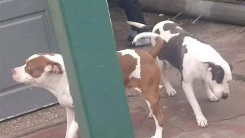 f800x450-191782_243228_5050