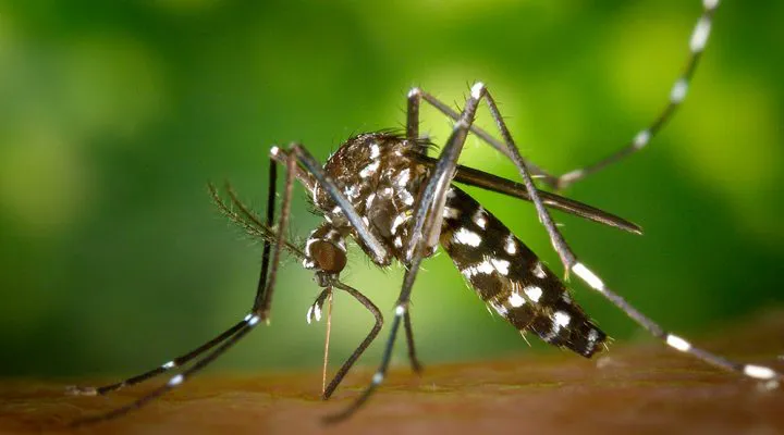 dengue