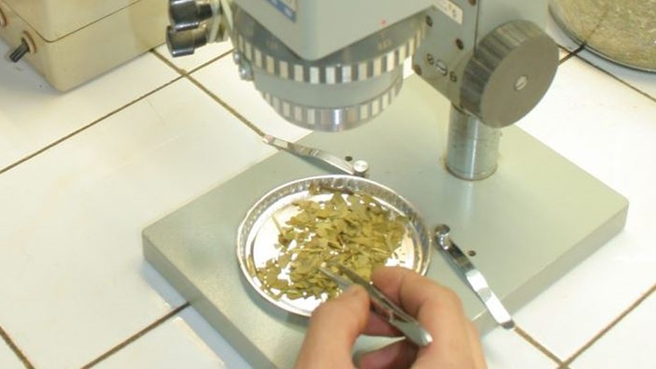 YERBA MATE