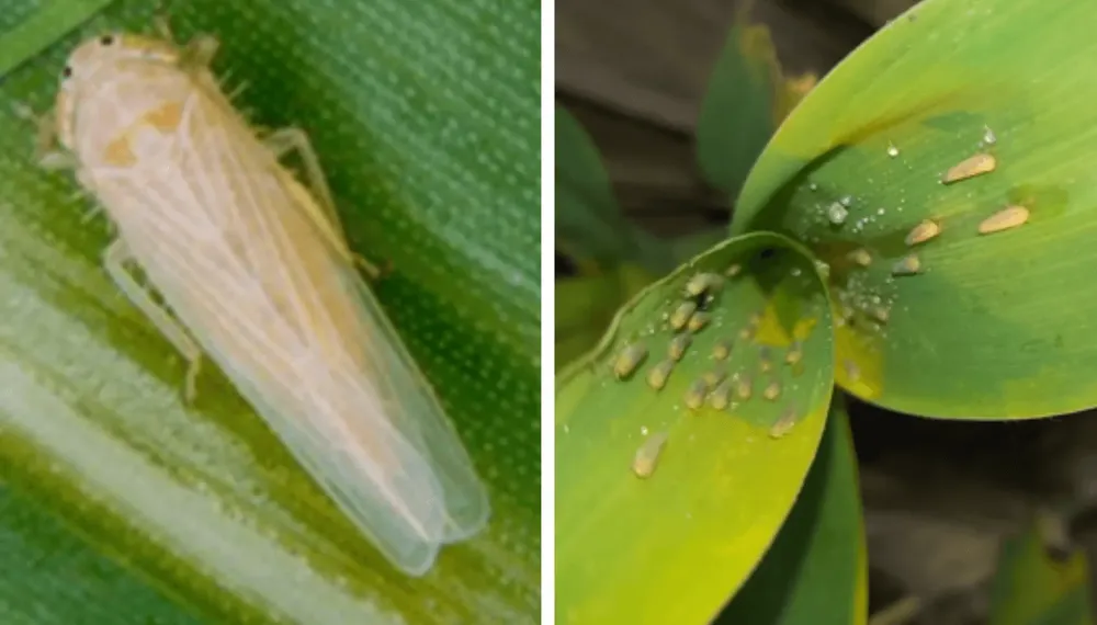 chicharrita-maiz-aapresid