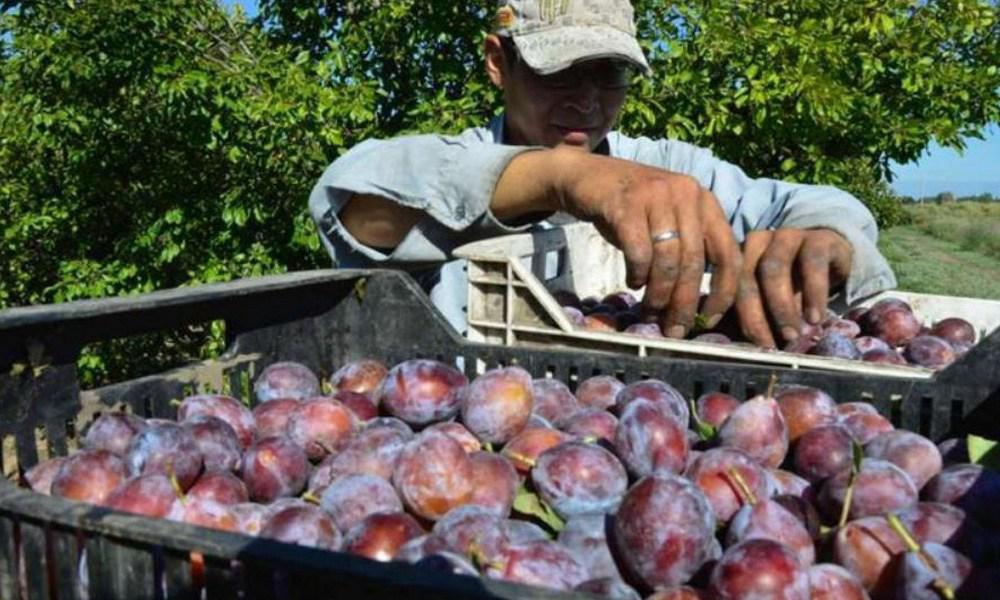 InterNos-Maqueta-Foto-Portada-Notas-ciruelas