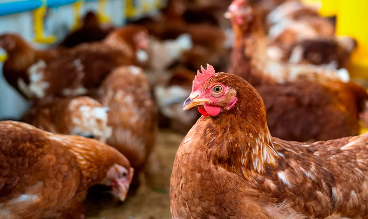 GRIPE AVIAR GALLINAS