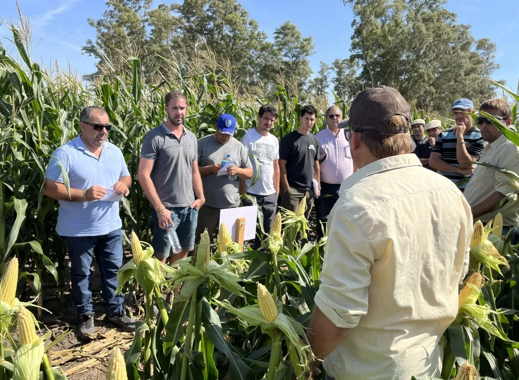 agronehuen 8 (FILEminimizer)