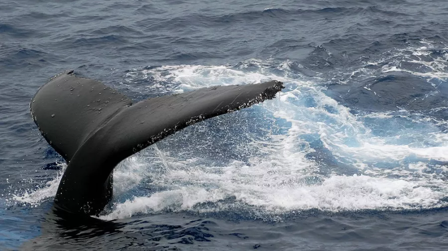 ballenas chubut