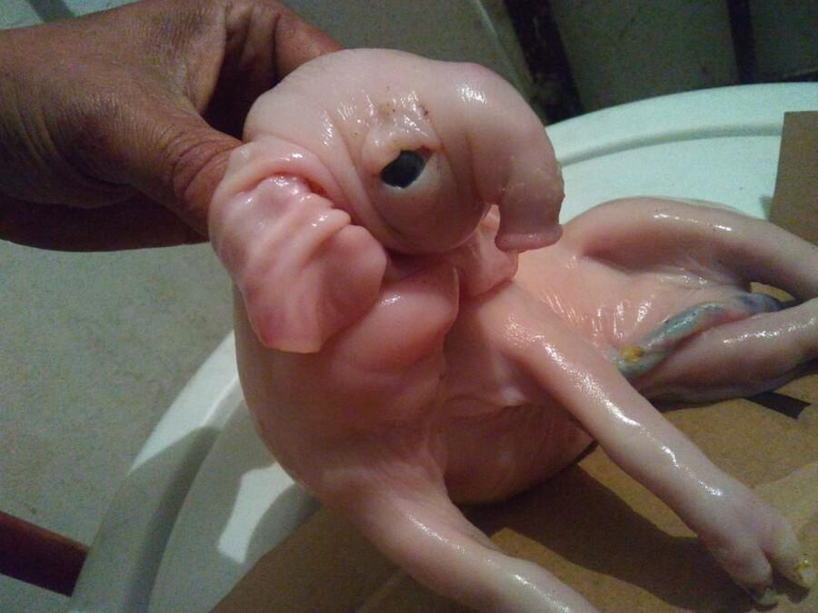 chanchito-l