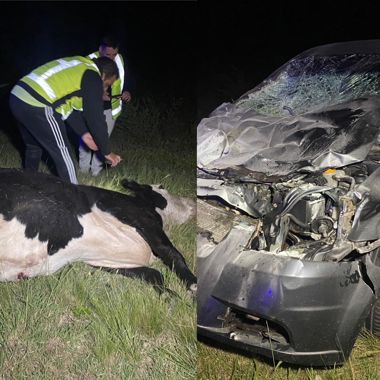 Accidente animales 1