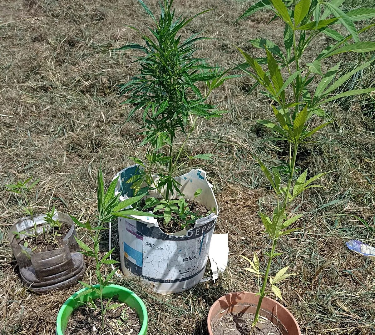 cannabis 2