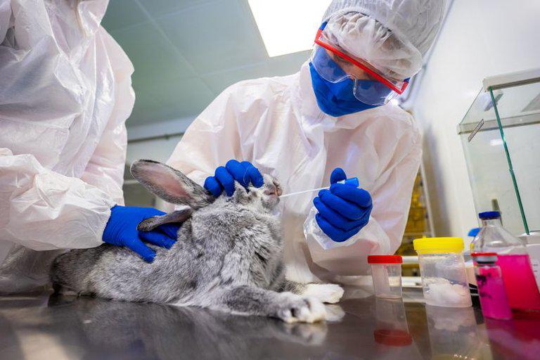 coronavirus animales