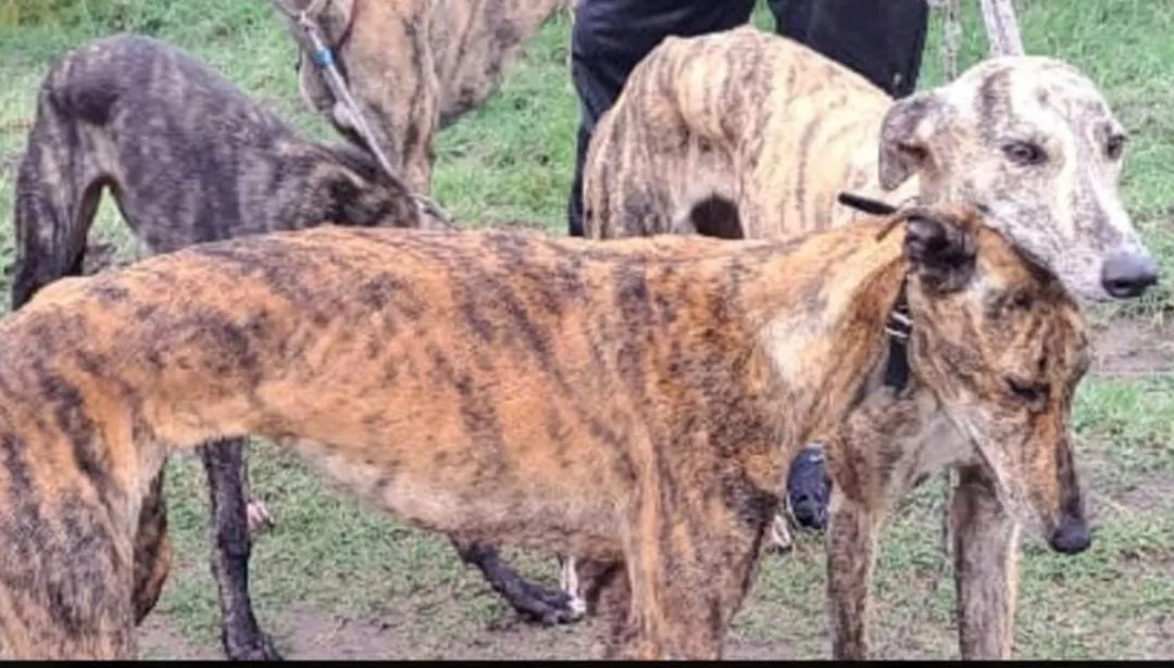 imagen_2024-06-24_075428291