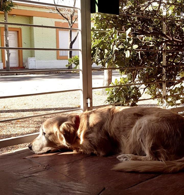 PERRO ABURRIDO (PEDRO SALAS)