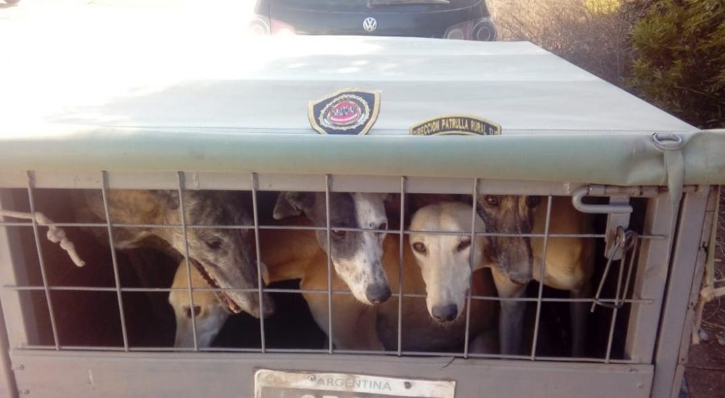 galgos enjaulados
