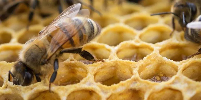 miel abeja