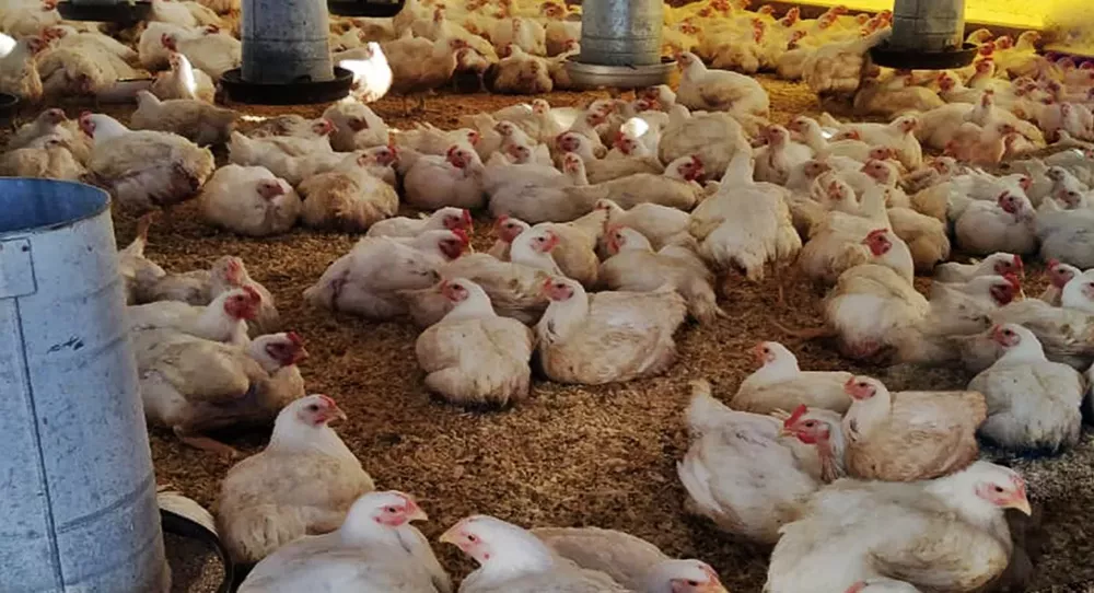 pollos parrilleros