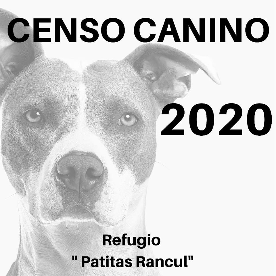 censo canino rancul