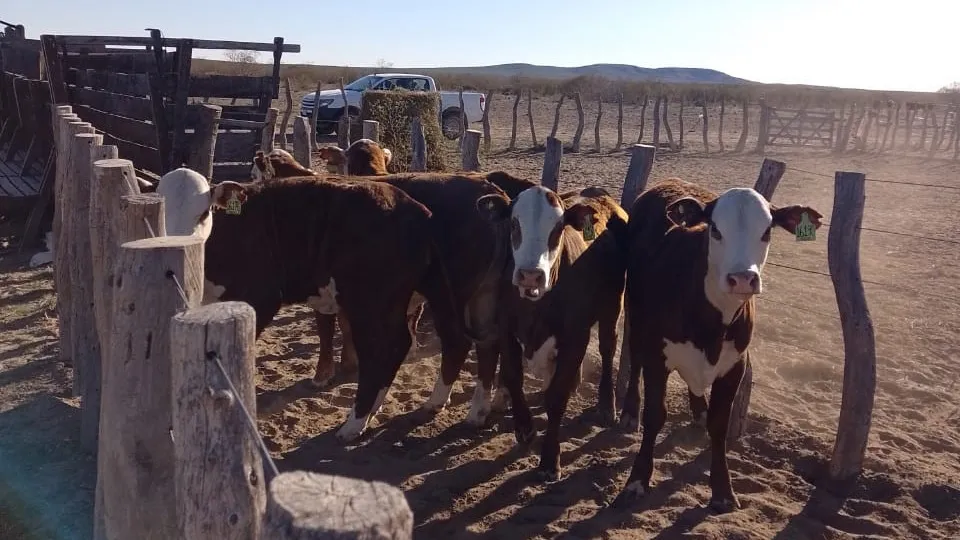 VACAS CORRAL 1