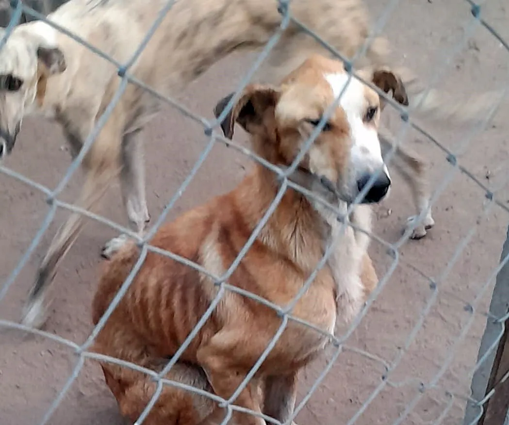 perro refugio patitas