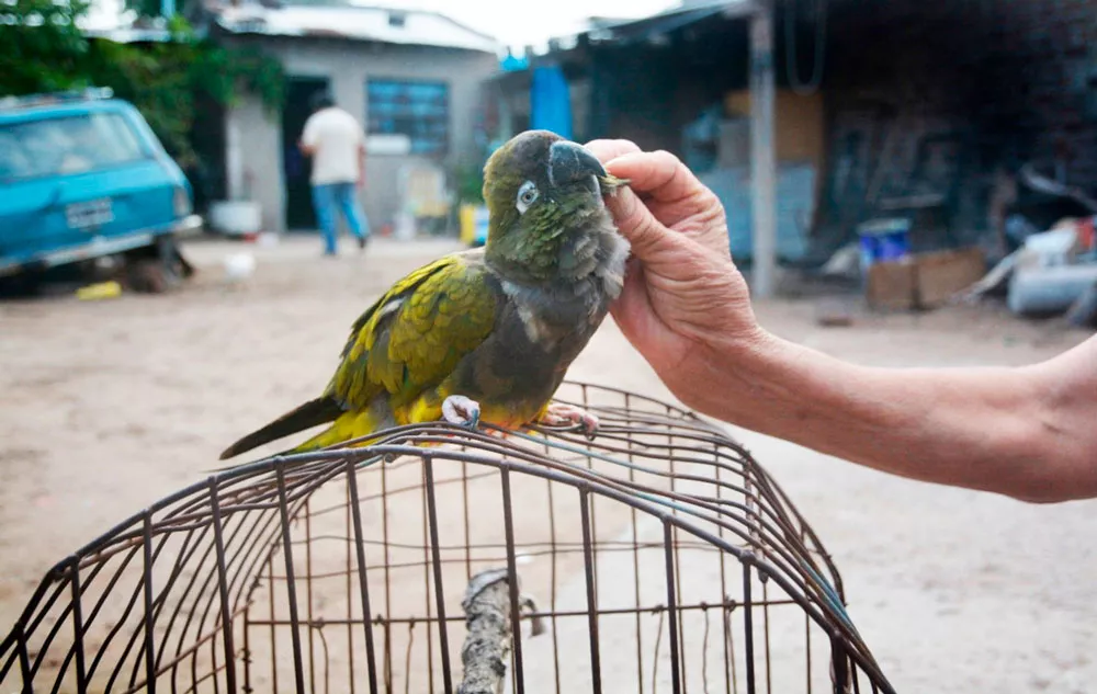 LORO