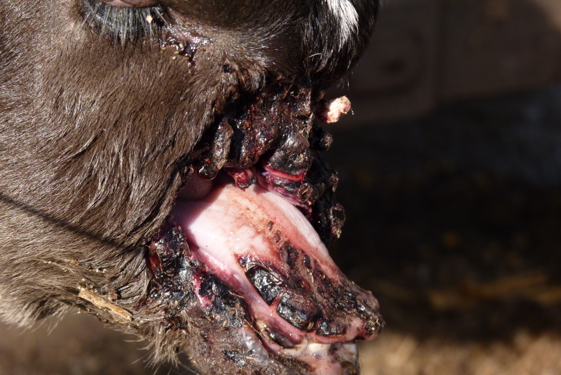 P1400188 (FILEminimizer)