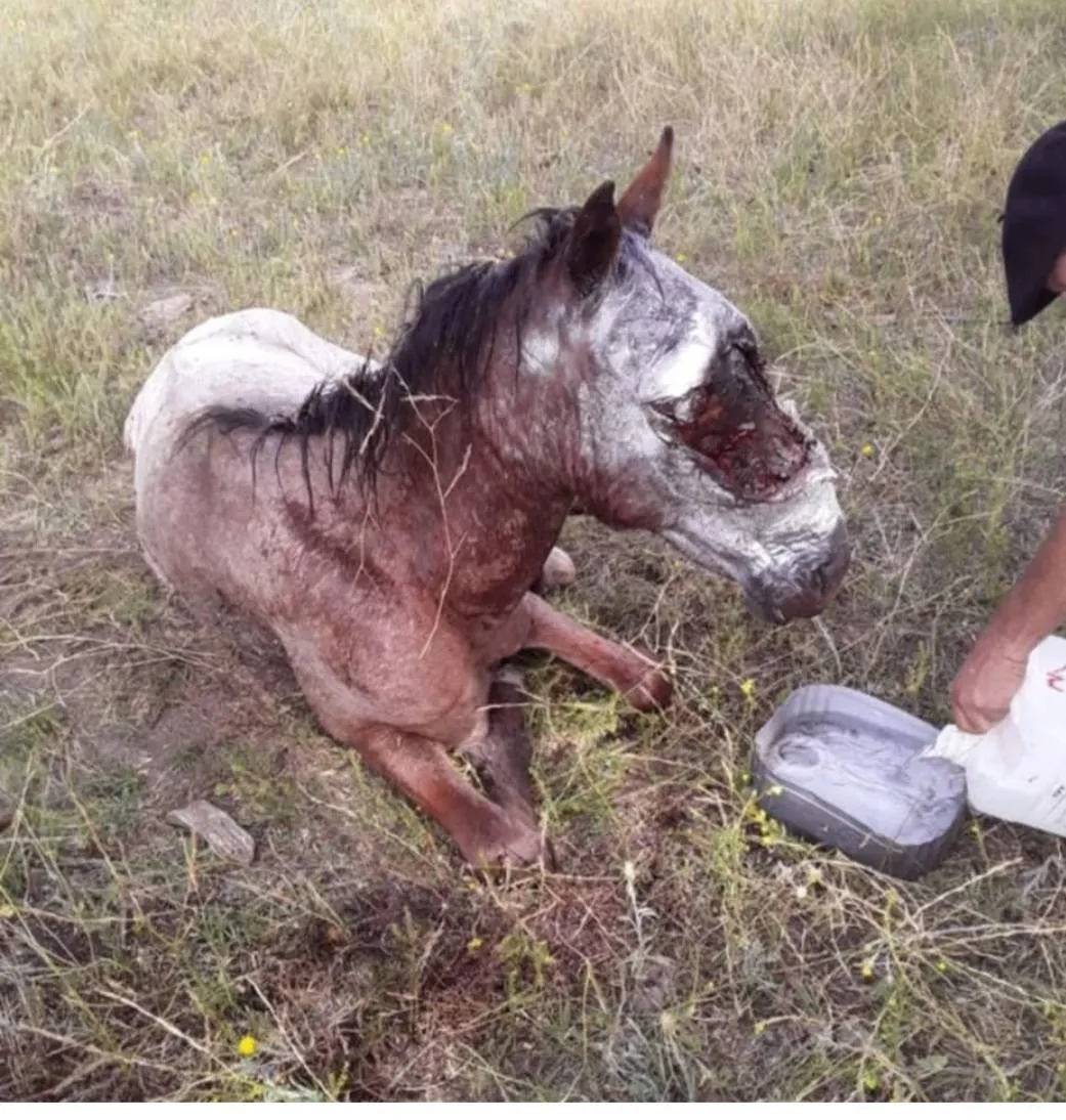 CABALLO AGUSANADO MURIO