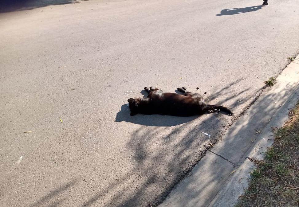 Perros envenenados Dorila 1