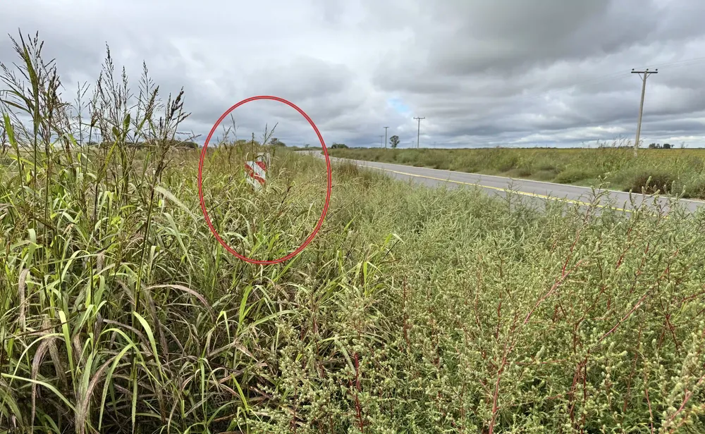 ruta 101 falucho yuyos 4 c