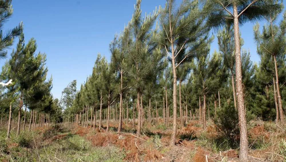 pinar arbol